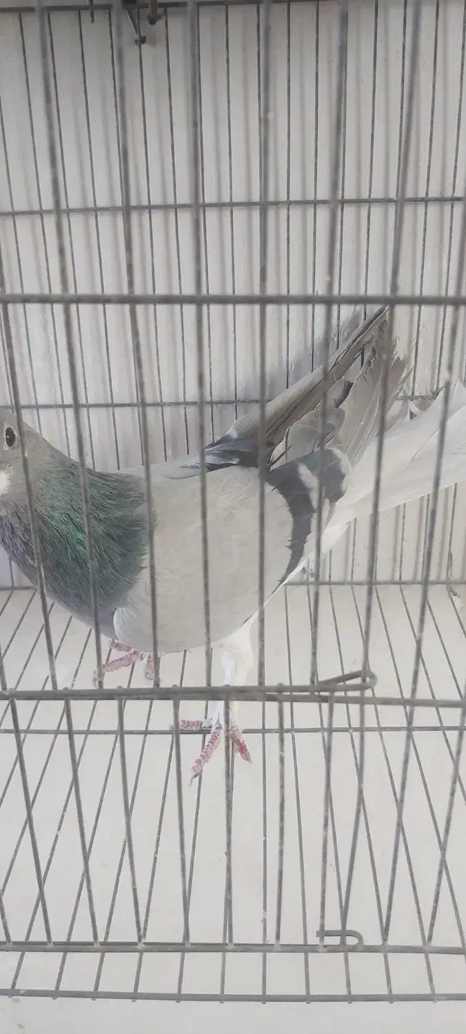 نرخرقه|پرنده|شاهین‌شهر, گزبرخوار|دیوار