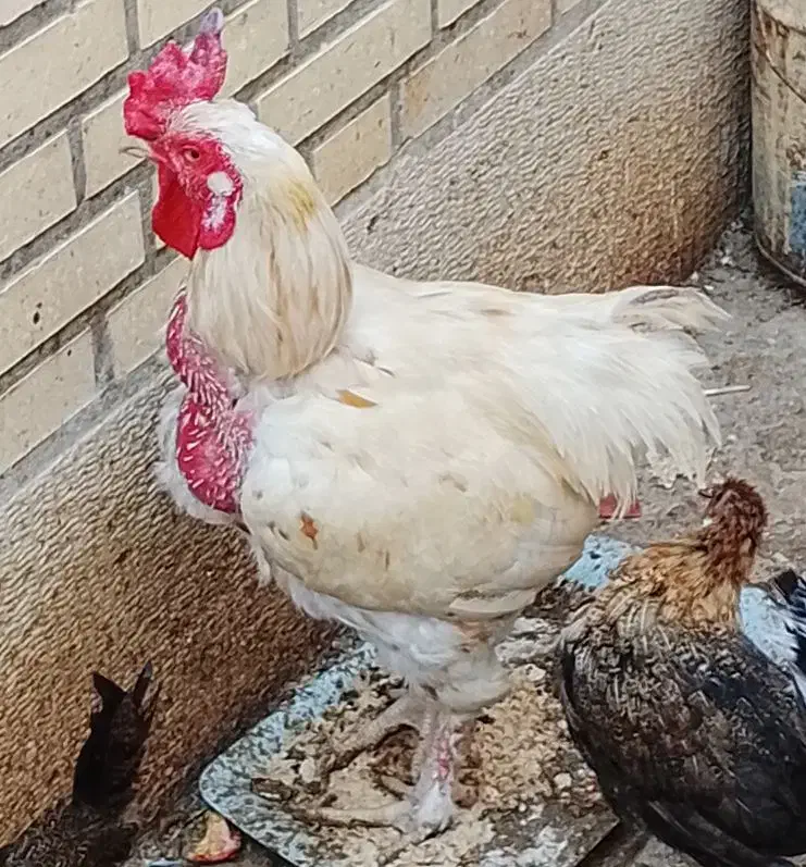 تخم مرغ برهما لاری کوشین ریشی|حیوانات مزرعه|بندر گناوه, |دیوار