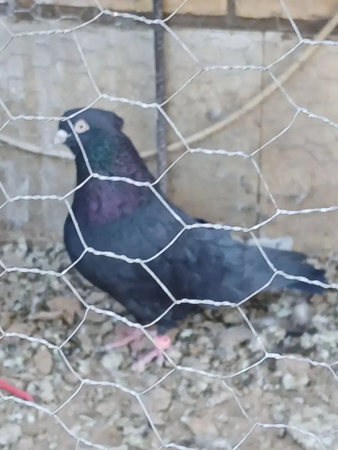 دوعددنر فروشی|پرنده|بافق, |دیوار