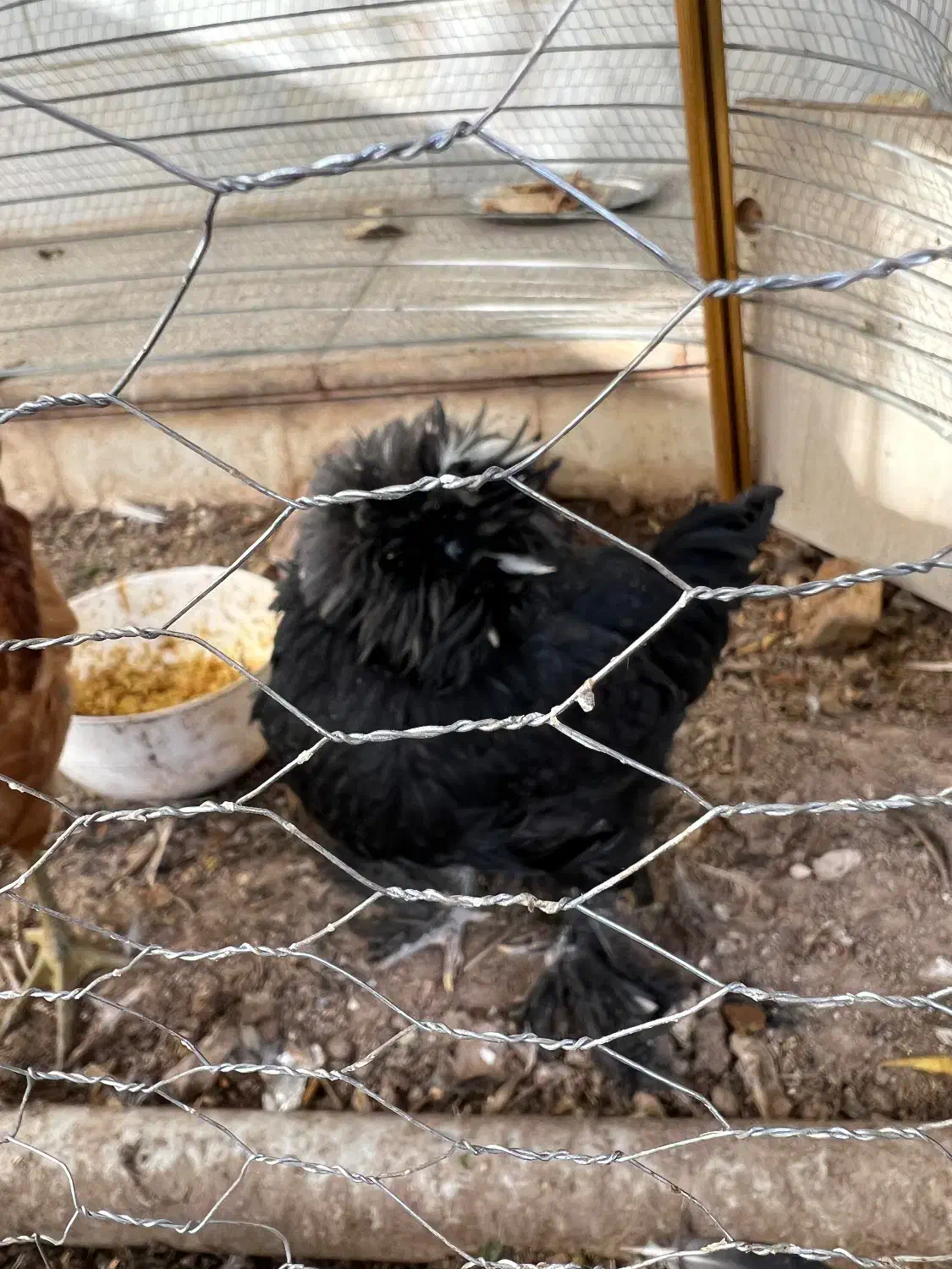 مرغ و خروس سلطان|حیوانات مزرعه|اردکان, |دیوار