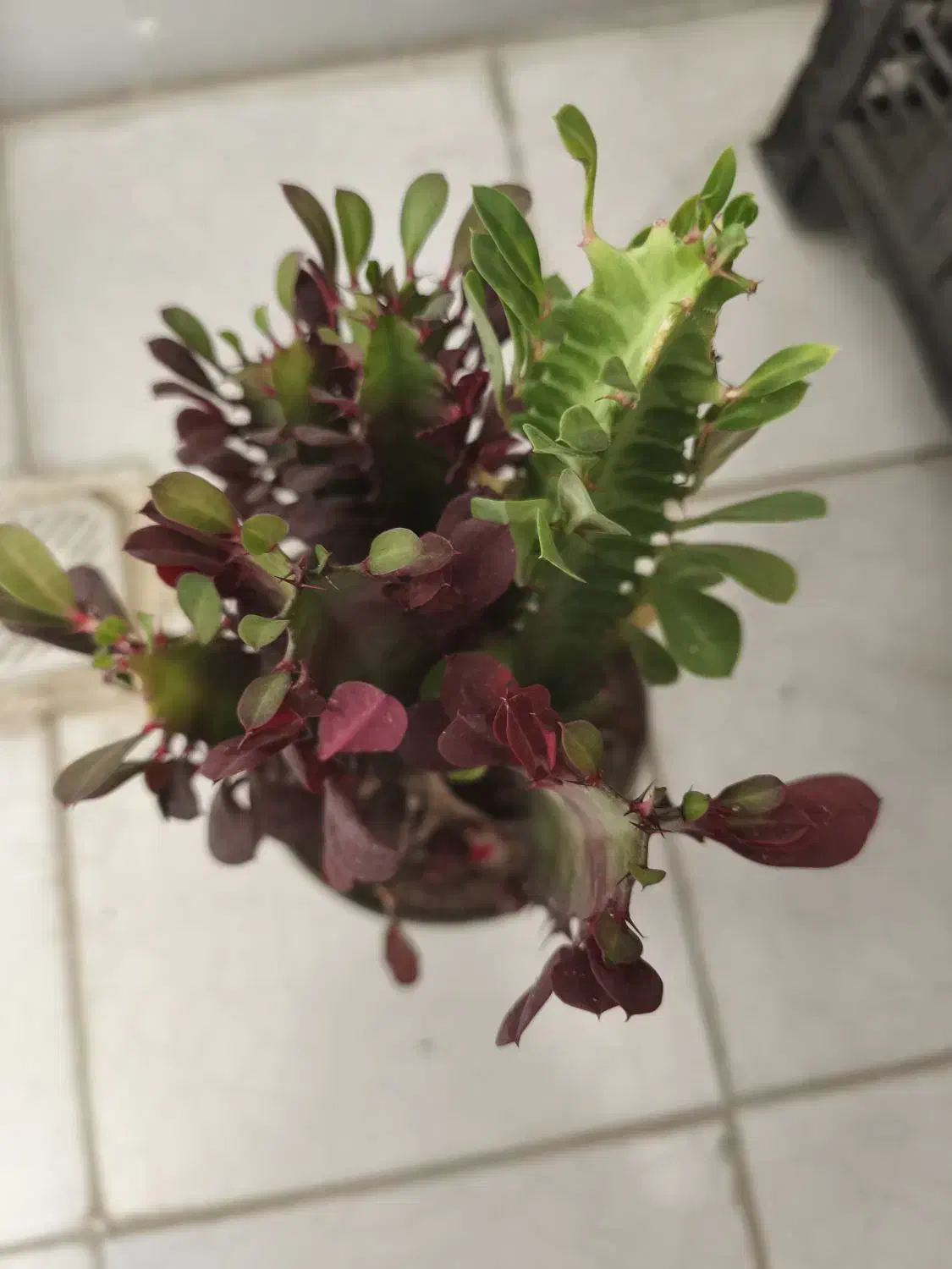 افوربیا دو رنگ|گل و گیاه طبیعی|ری, هاشم‌آباد|دیوار