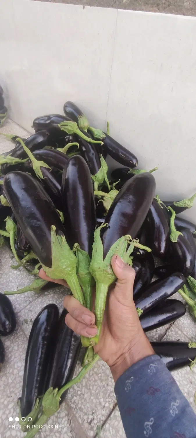 بادمجان خوش طعم مزرعه کرمانی|خوردنی و آشامیدنی|تهران, بوستان ولایت|دیوار