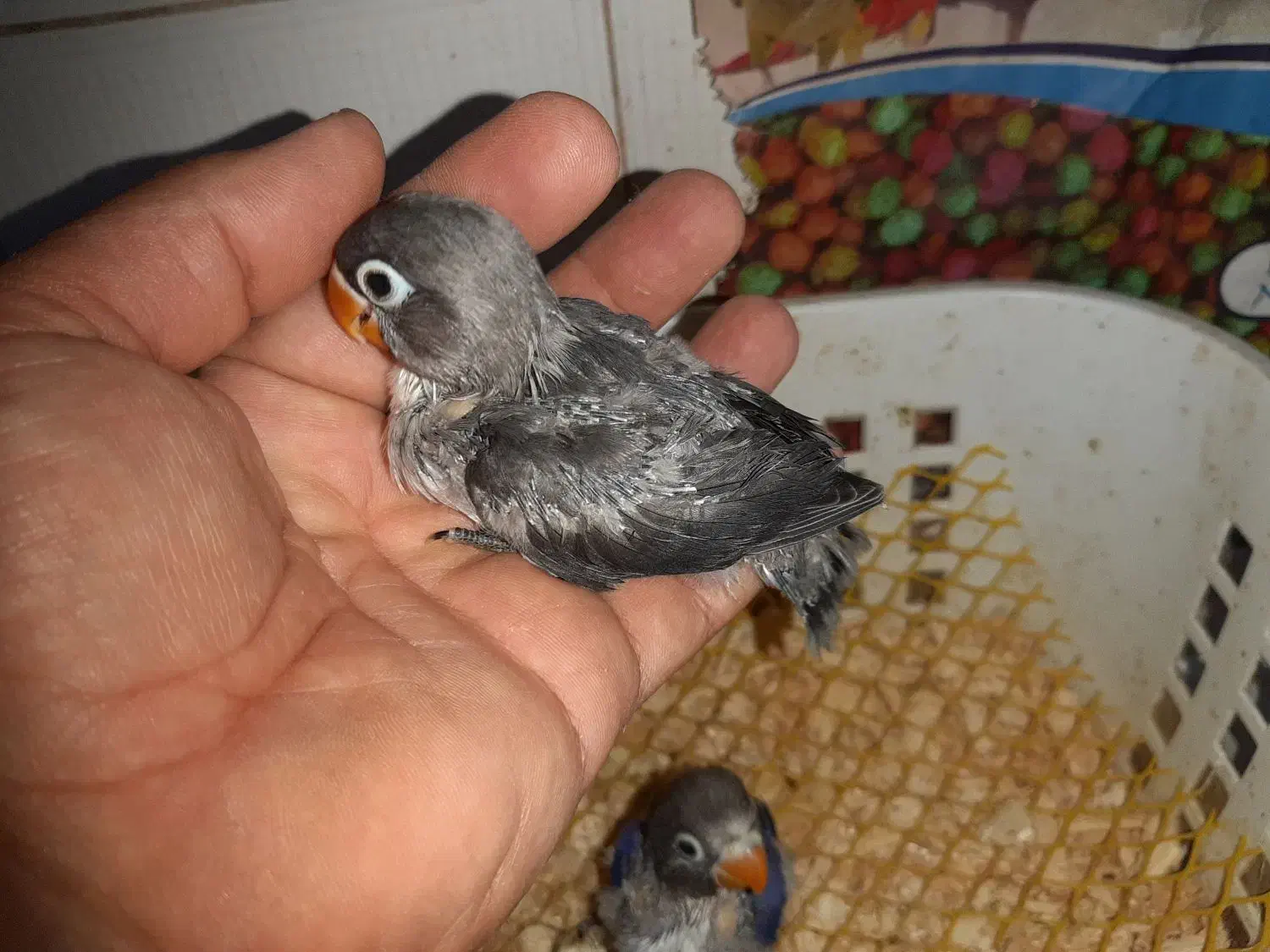 جوجه کوتوله سرلاکی|پرنده|ساری, |دیوار