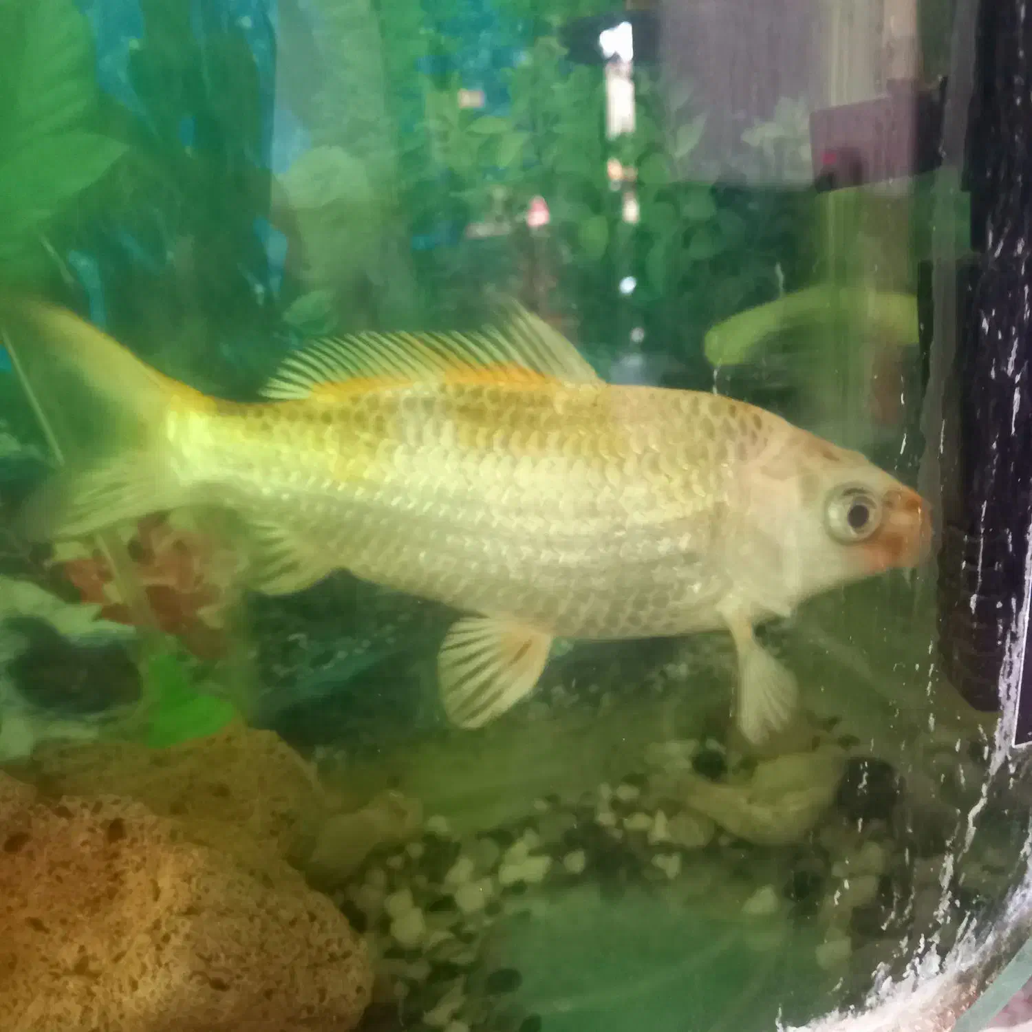 ماهی کوی بزرگ|ماهی|کرمان, |دیوار