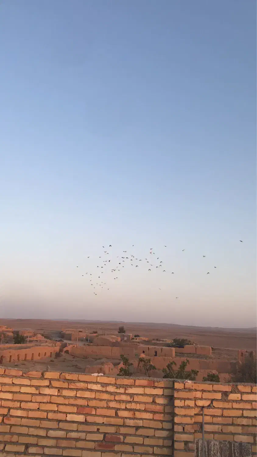 کفتر پرشی و جفتگا|پرنده|اسفراین, |دیوار