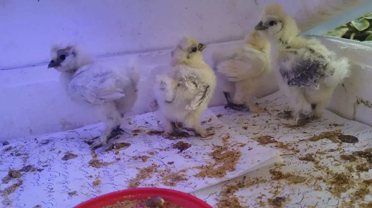 جوجه ابریشمی ۱۰ روزه قیمت برای هر عدد هست|حیوانات مزرعه|تهران, صد دستگاه|دیوار