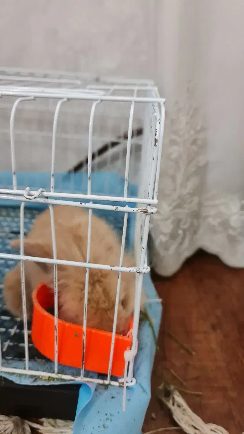 خرگوش|موش و خرگوش|مشهد, خرمشهر|دیوار