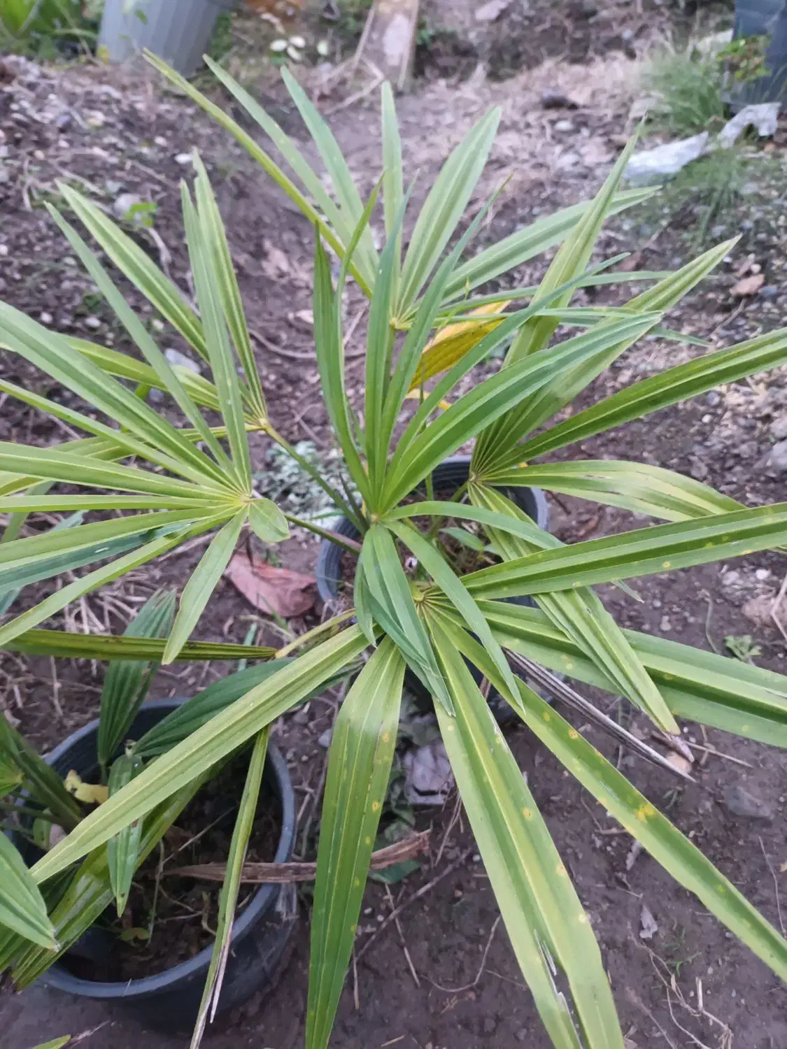 پالم دوساله ریشه‌ پر تعداد حدود ۲۰۰ گلدان|گل و گیاه طبیعی|کلاچای, |دیوار