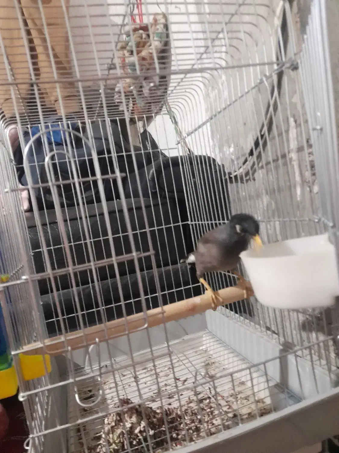 مرغ مینا سخنگو|پرنده|شیراز, دوکوهک|دیوار