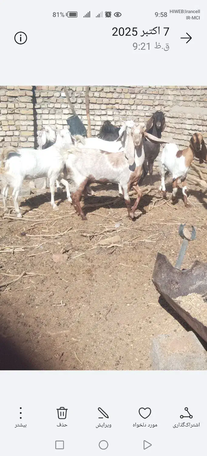 بز فروشی|حیوانات مزرعه|بردسکن, |دیوار