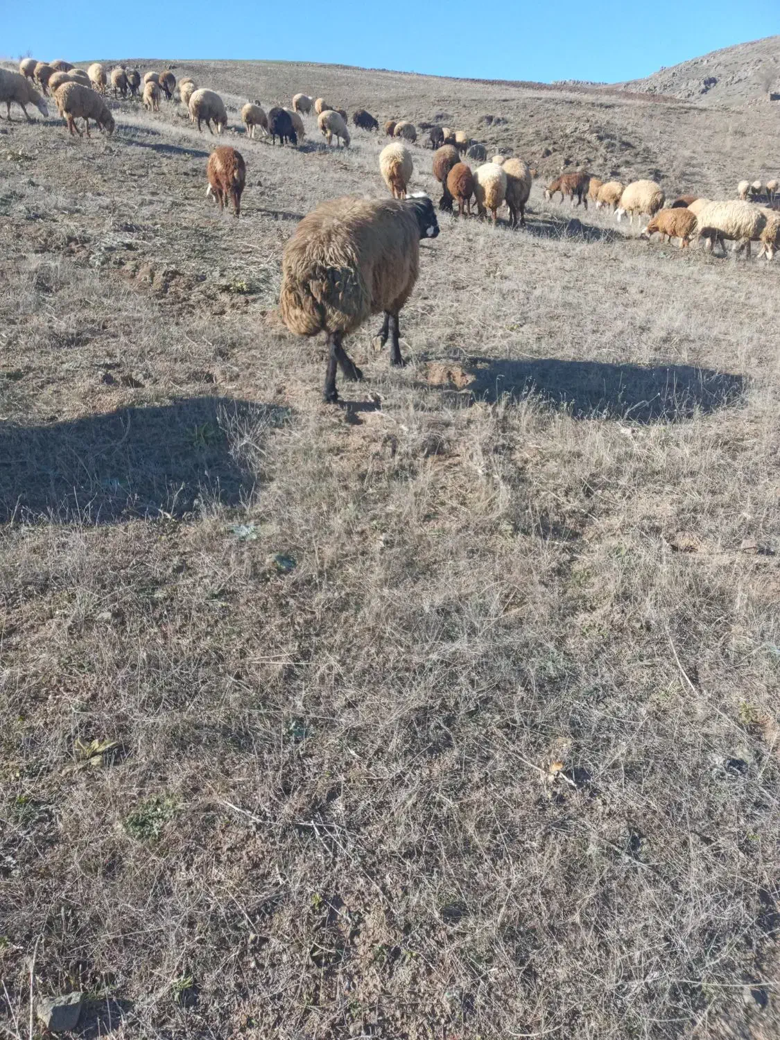 قوچ‌جوان‌دامازدق|حیوانات مزرعه|ثمرین, |دیوار