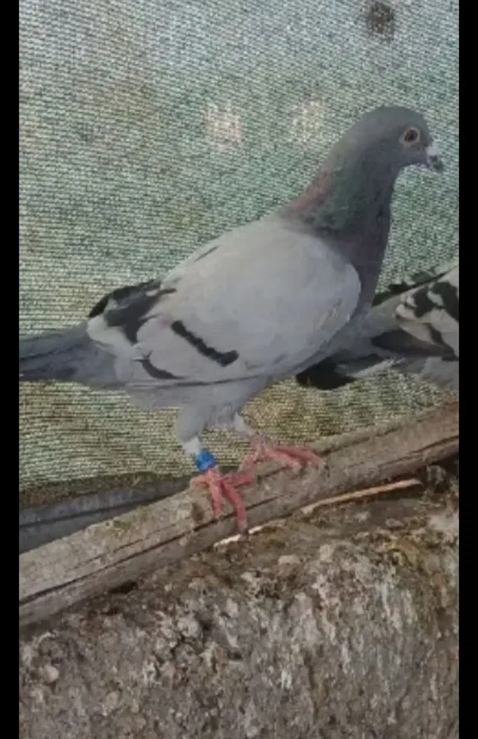 جونه پلاکی گمشده|حیوانات|بروجرد, |دیوار