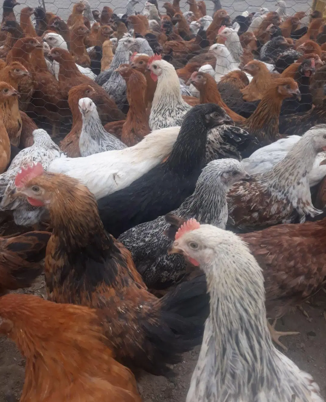 خروس ومرغ زنده مشکی و سفید برای قربانی|حیوانات مزرعه|تهران, کن|دیوار