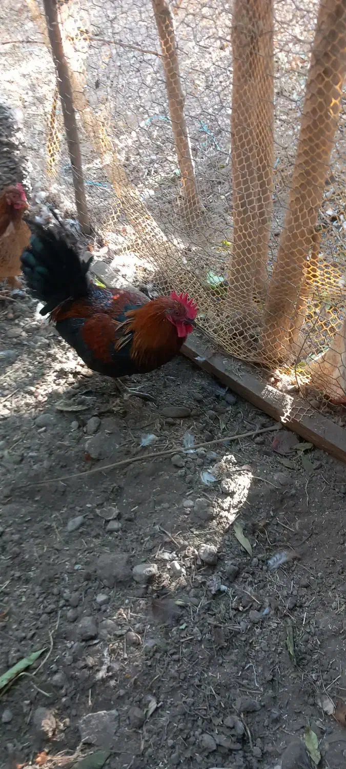 خروس|حیوانات مزرعه|محمدشهر, محمدشهر|دیوار