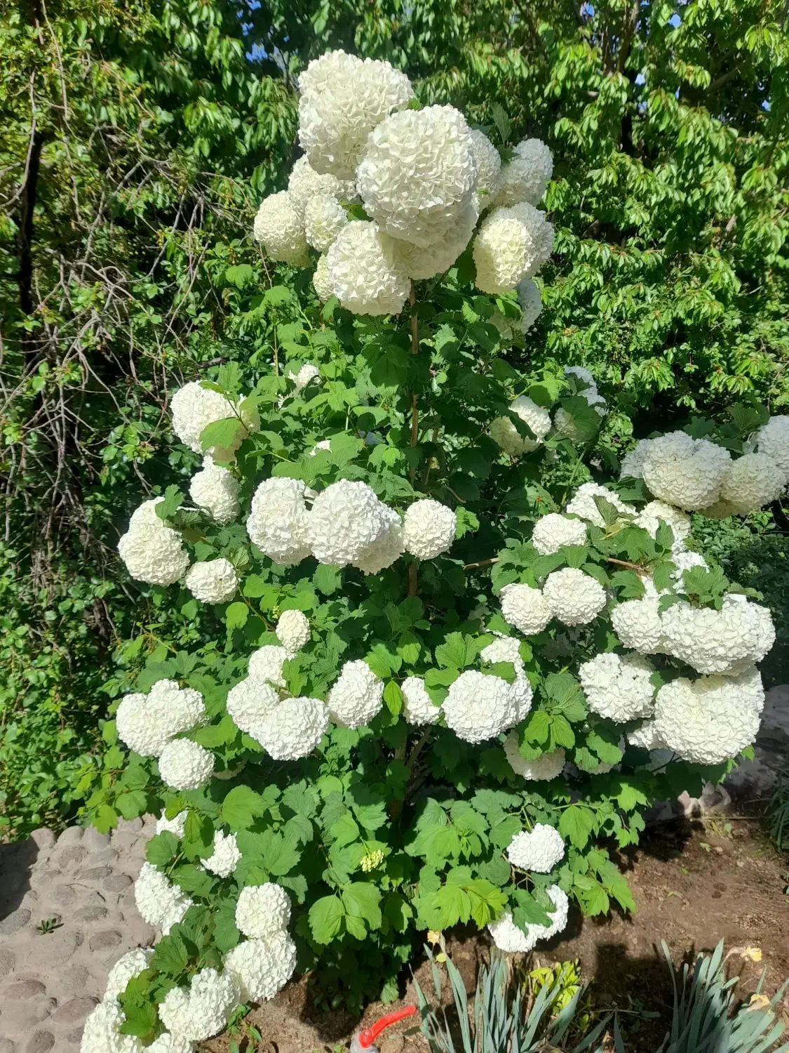 باغبانی|خدمات باغبانی و درختکاری|یزد, |دیوار