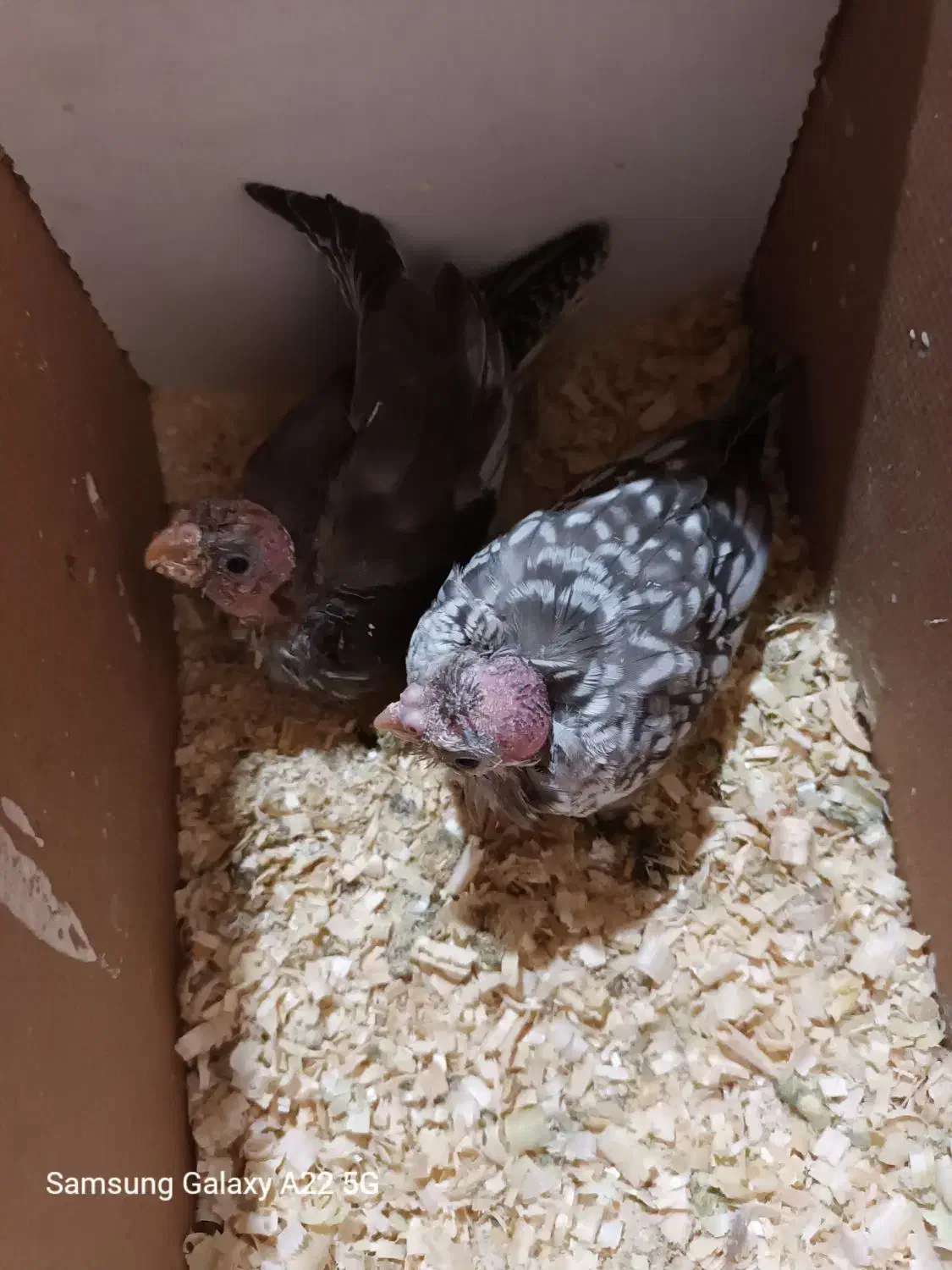 جوجه عروس سرلاکی|پرنده|سراوان, |دیوار