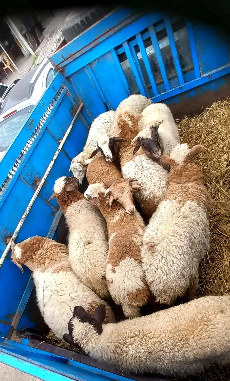 فروش بره نر و ماده|حیوانات مزرعه|اسالم, |دیوار