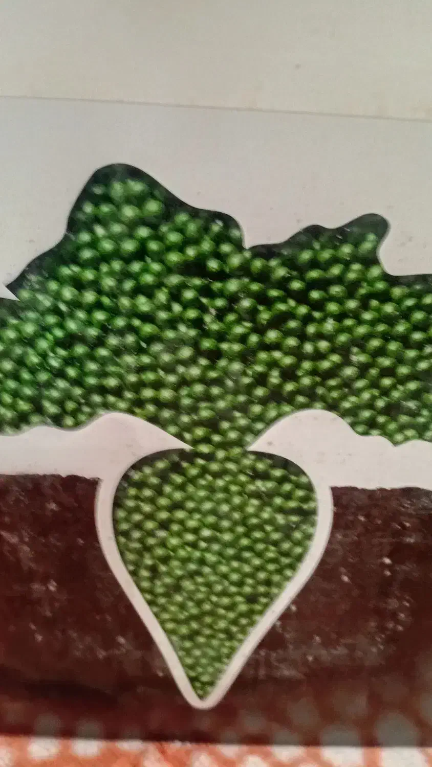 بذر چغندر|خدمات باغبانی و درختکاری|کنگاور, |دیوار