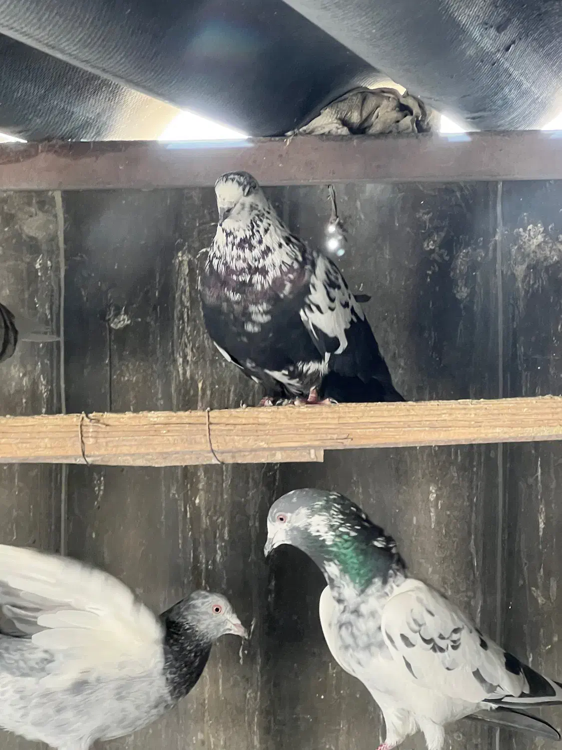 کفتر پرشی|پرنده|شهر ری, صالحآباد شرقی|دیوار