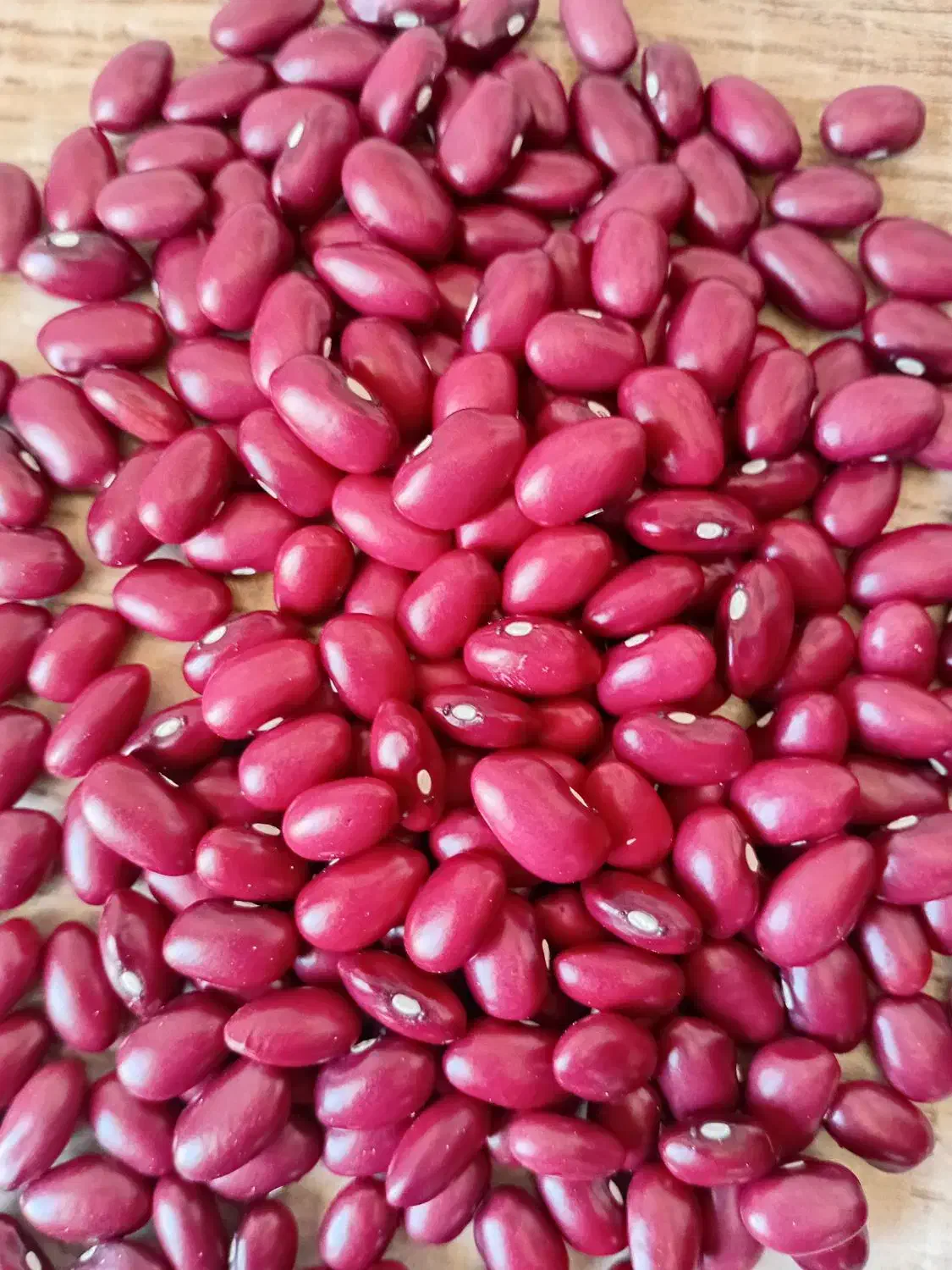 لوبیا قرمز درجه یک درشت درشت یکدست فقط تماس|خوردنی و آشامیدنی|قیدار, |دیوار