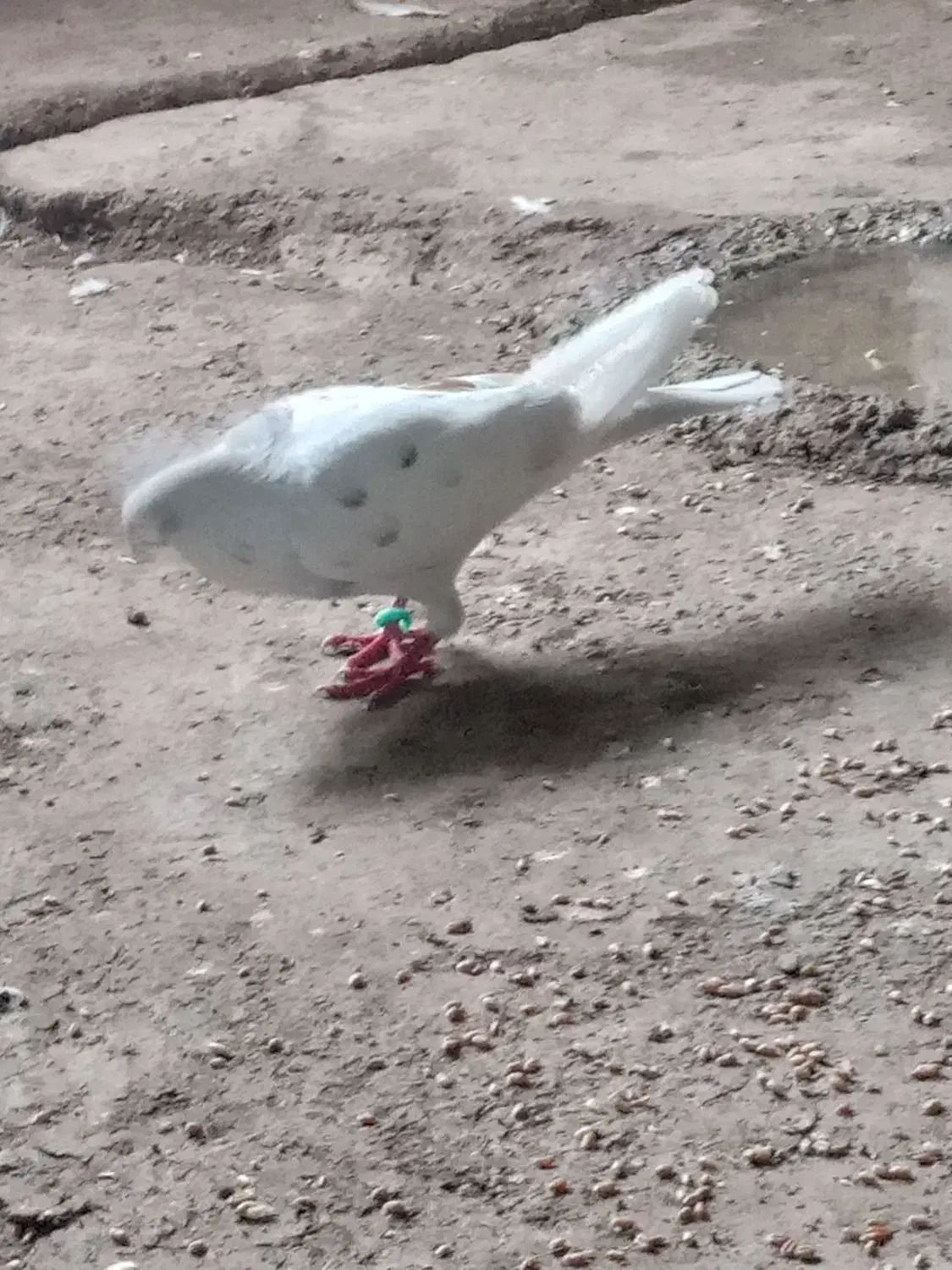 پارس آباد|پرنده|پارس‌آباد, |دیوار