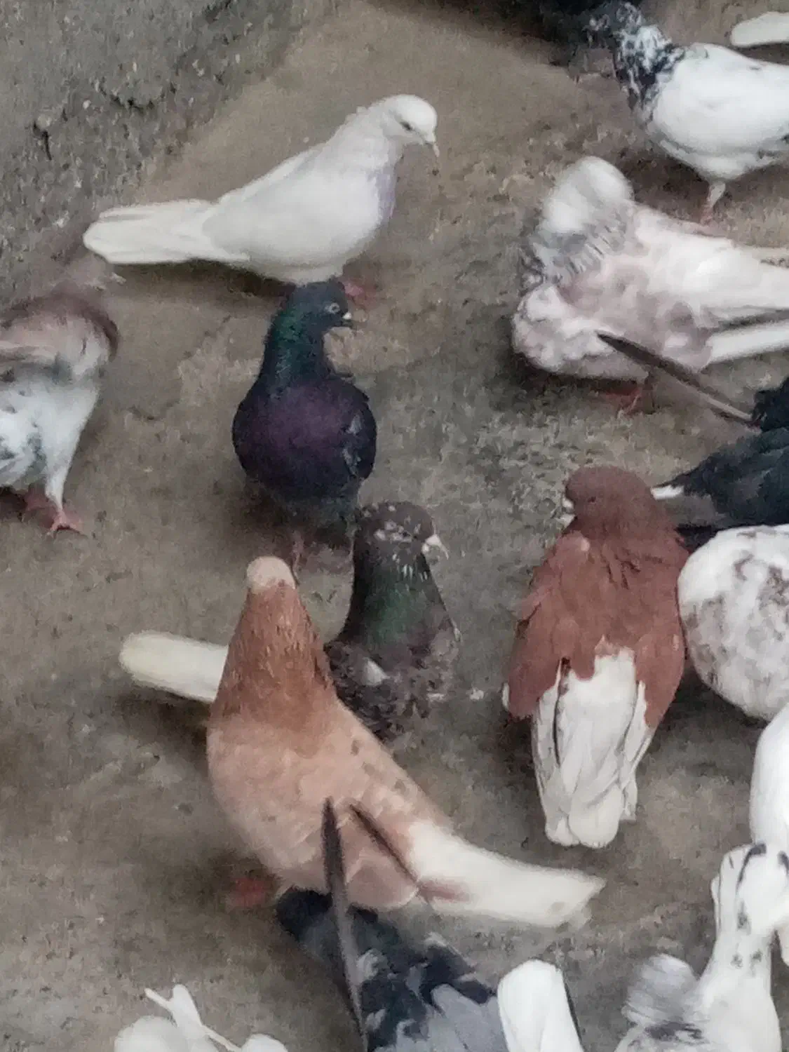 کفتر کبوتر پرشی|پرنده|بندرعباس, |دیوار