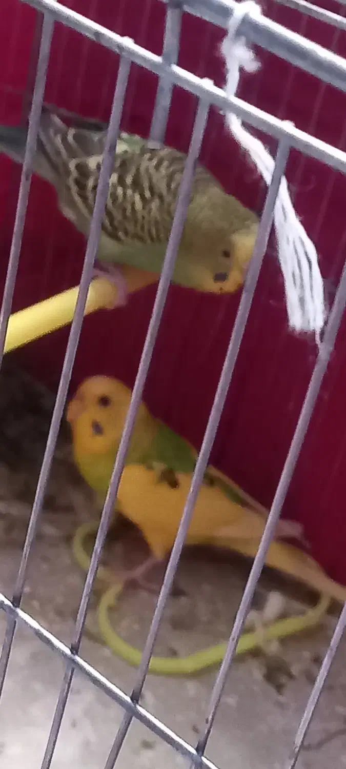 مرغ عشق|پرنده|سراب, |دیوار