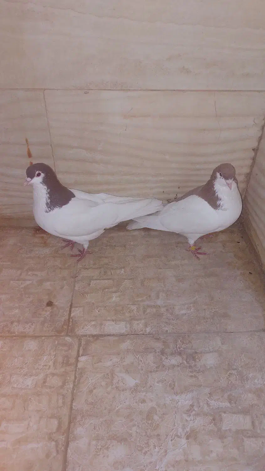 ۳۰۰۰،۰۰۰|پرنده|باغستان, |دیوار