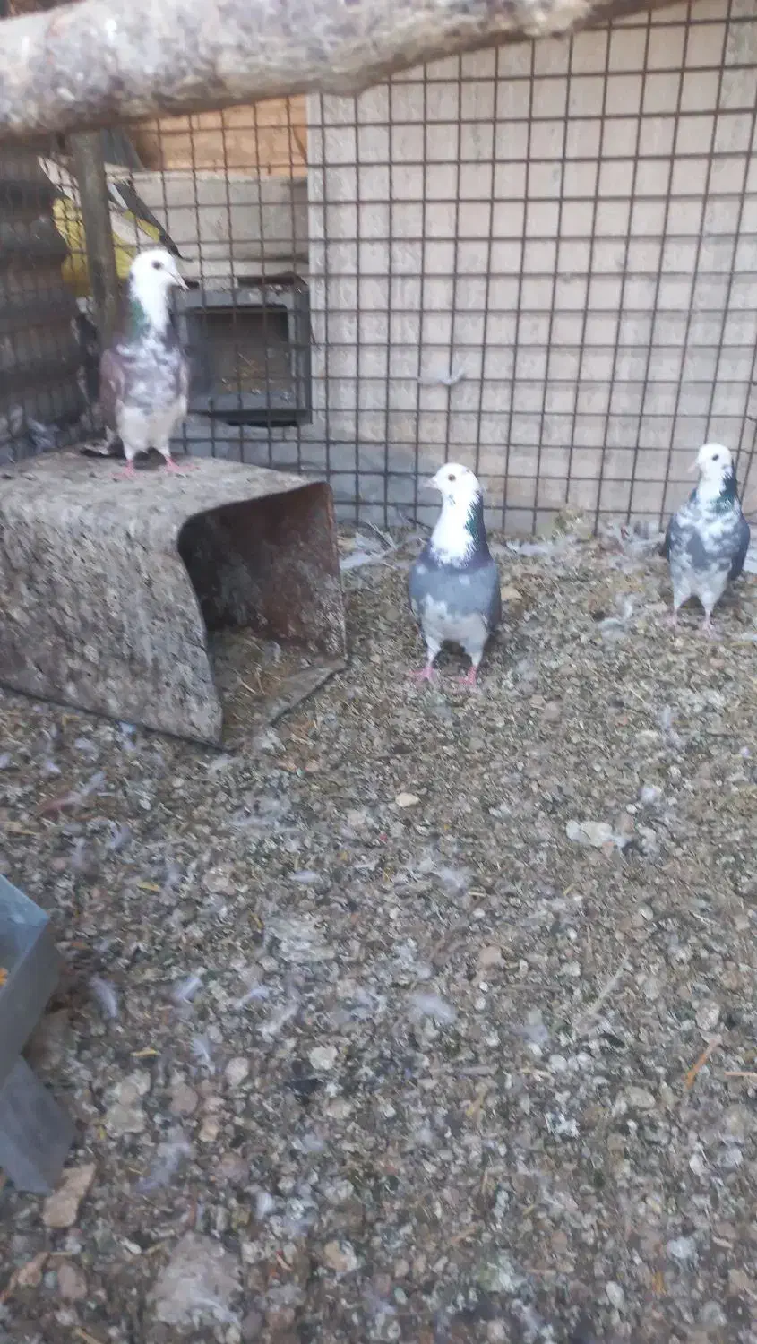 کبوتر|پرنده|حمیدیا, |دیوار