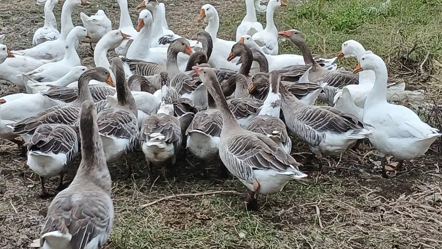 ۴۰ غاز سالم و گوشتی همراه با قو غاز|حیوانات مزرعه|رشت, جانبازان|دیوار