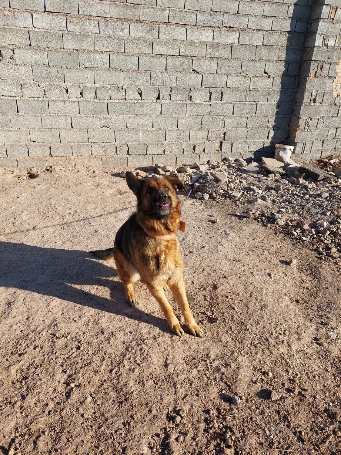 ژرمن|سگ|قزوین, |دیوار