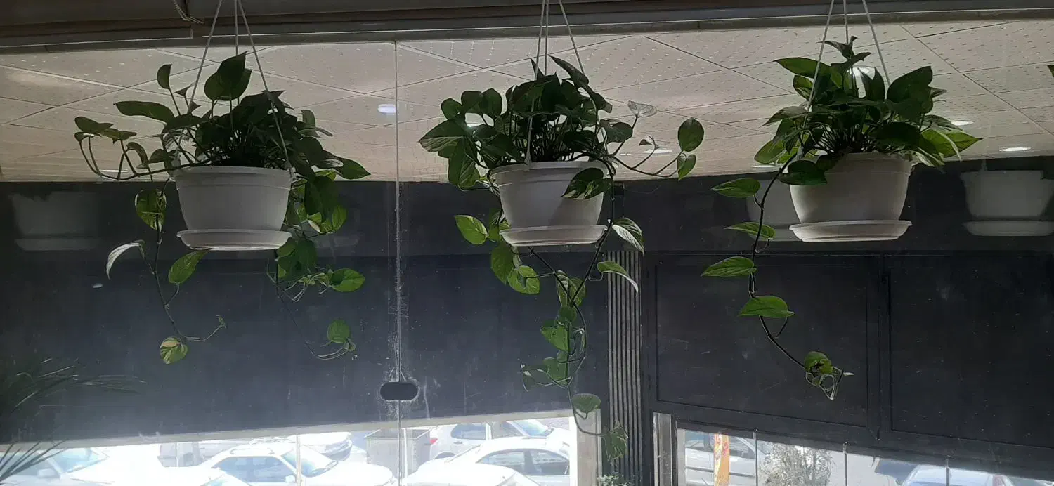 پتوس پر با گلدان|گل و گیاه طبیعی|باقرشهر, |دیوار