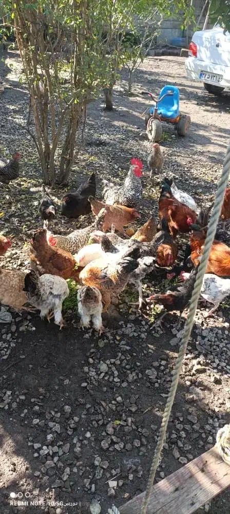 مرغ وخروس اصل طبیعی|حیوانات مزرعه|آستارا, |دیوار