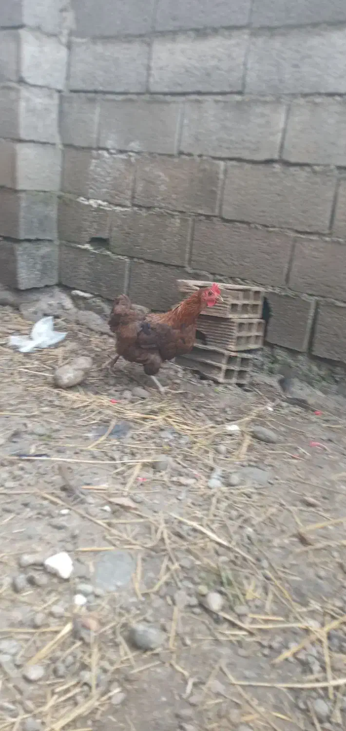 مرغ محلی جوان تخم گذار ۴۵۰|حیوانات مزرعه|چالوس, |دیوار