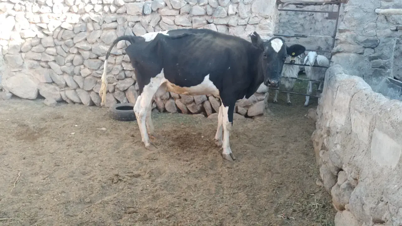گاو شیری|حیوانات مزرعه|بیرجند, |دیوار