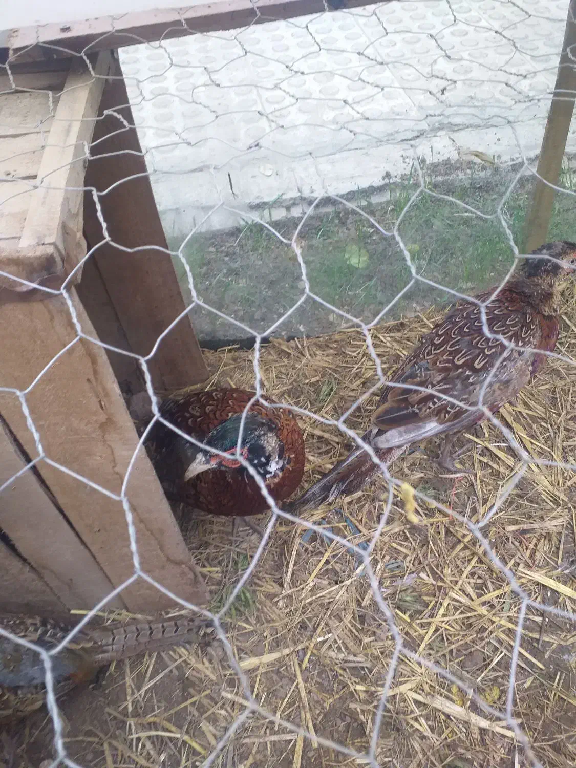 مر غ وخروس|حیوانات مزرعه|پرند, فاز ۲|دیوار