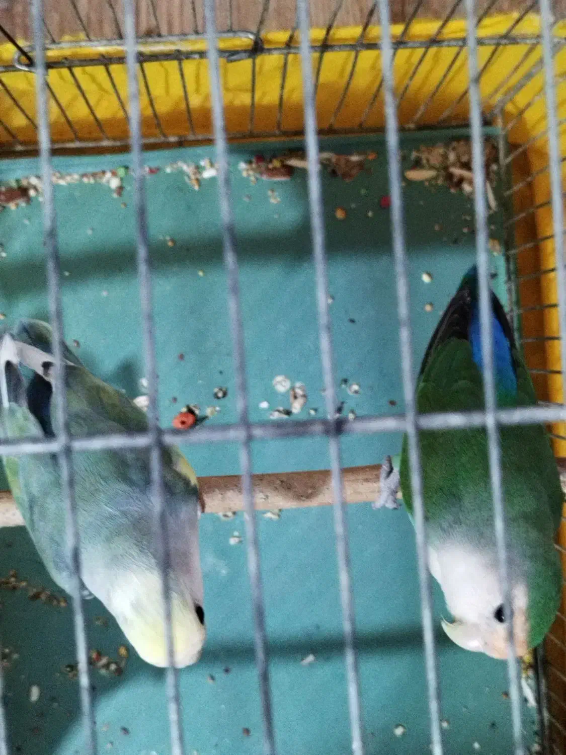 طوطی بزیلی جفت|پرنده|هشتگرد, فاز ۳ مهستان|دیوار