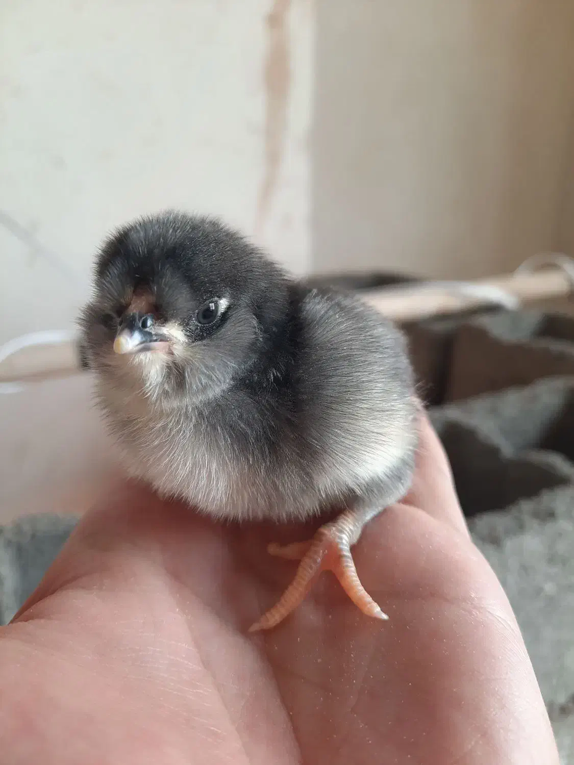 جوجه گلین|حیوانات مزرعه|سیرجان, |دیوار