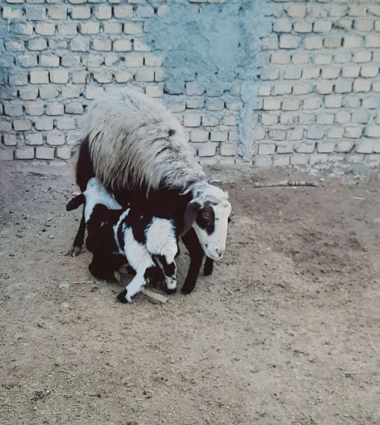 میش|حیوانات مزرعه|گیان, |دیوار