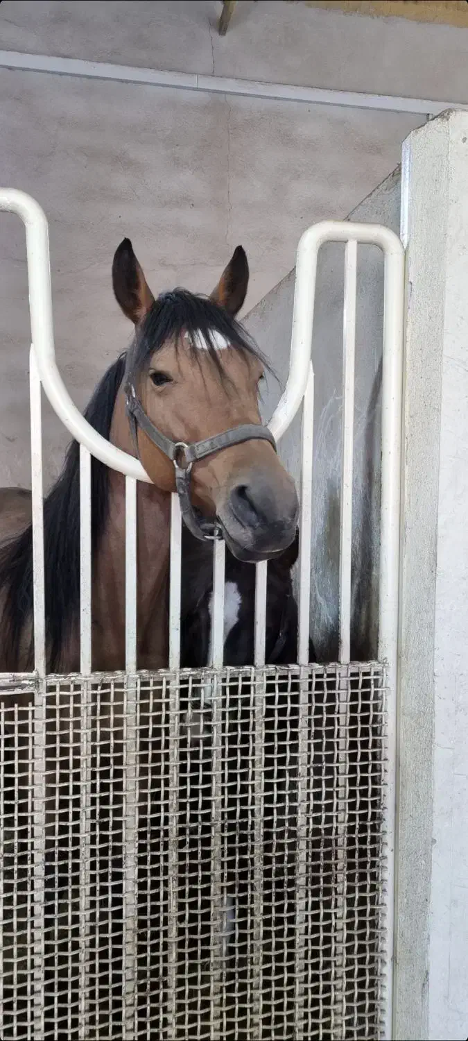 فروش چند راس اسب نریان و مادیان|اسب و تجهیزات اسبسواری|نوشین شهر, |دیوار