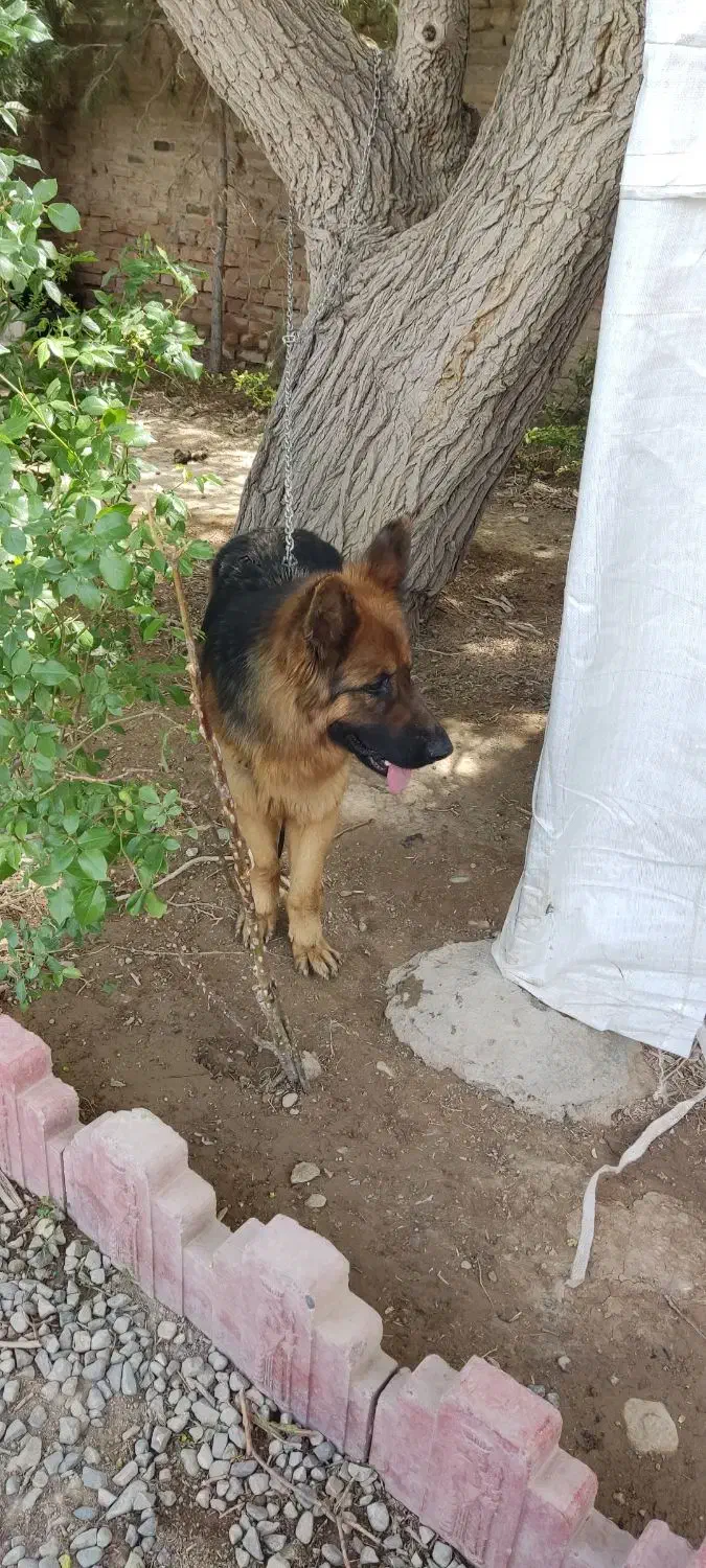 سگ ژرمن سن 4به5|سگ|محمدشهر, ولدآباد|دیوار