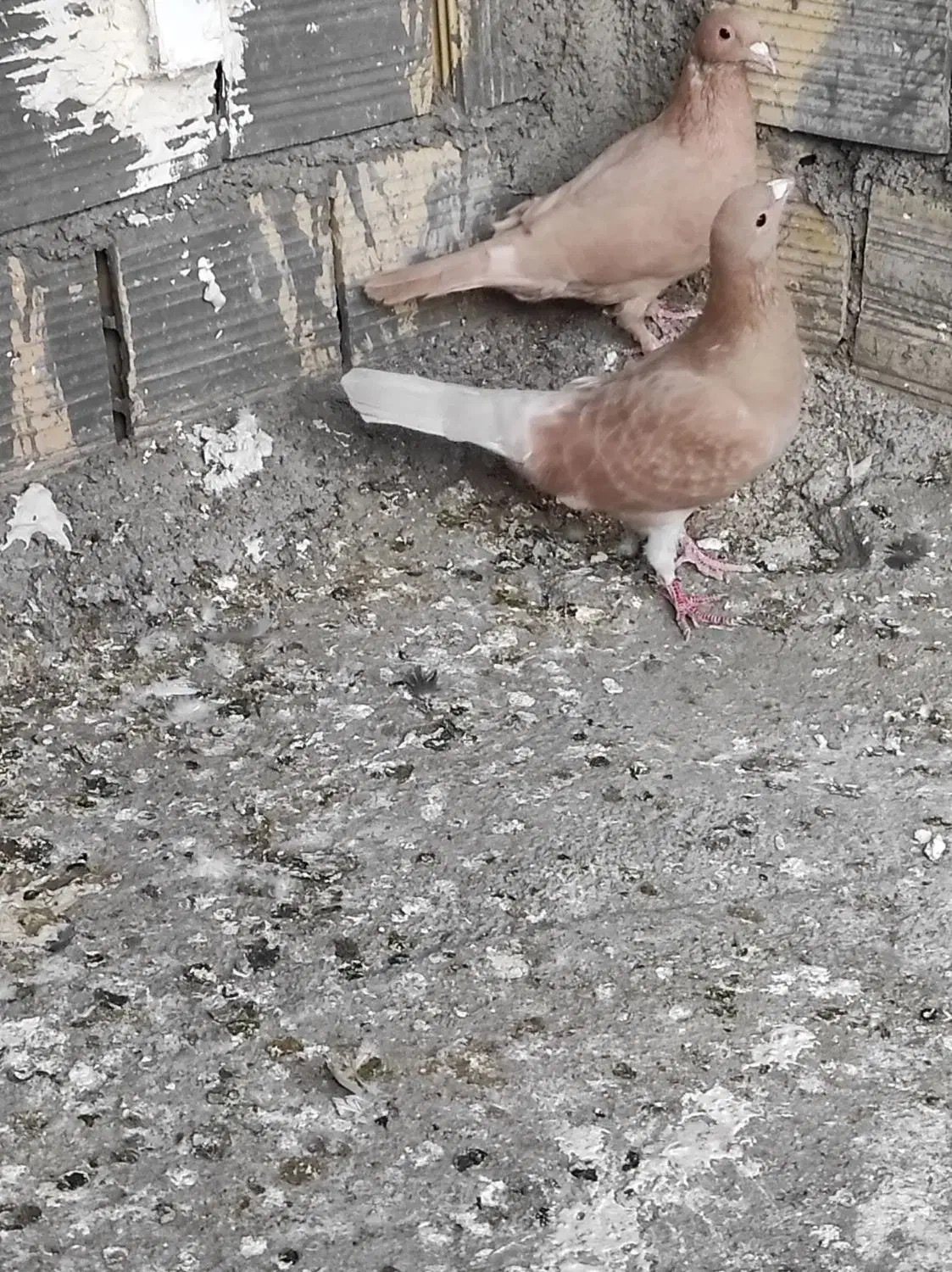 کرمونی عالی|پرنده|قائن, |دیوار