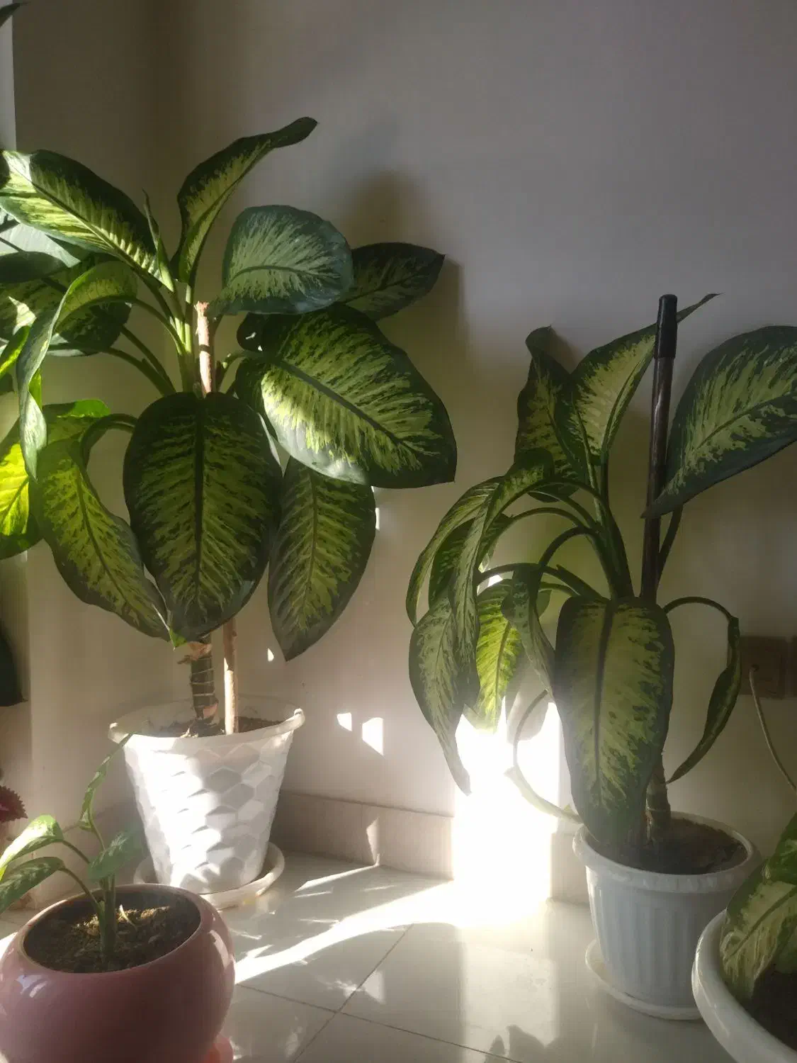 گل دیفن   خیلی زیبا  به دلیل جابجایی فروخته میشود|گل و گیاه طبیعی|سقز, |دیوار