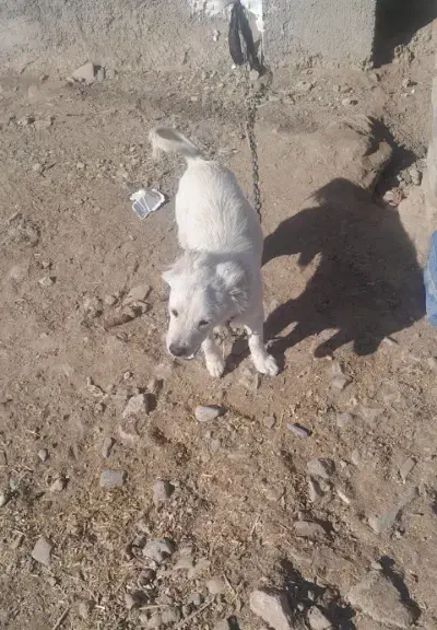 گمشده|سگ|نیشابور, دربقاضی|دیوار