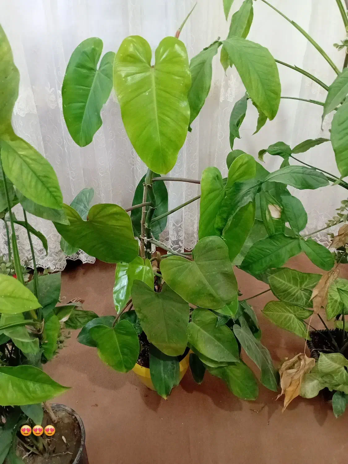 گل طبیعی|گل و گیاه طبیعی|چناران, |دیوار