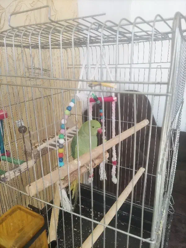 طوطی|پرنده|زارچ, |دیوار