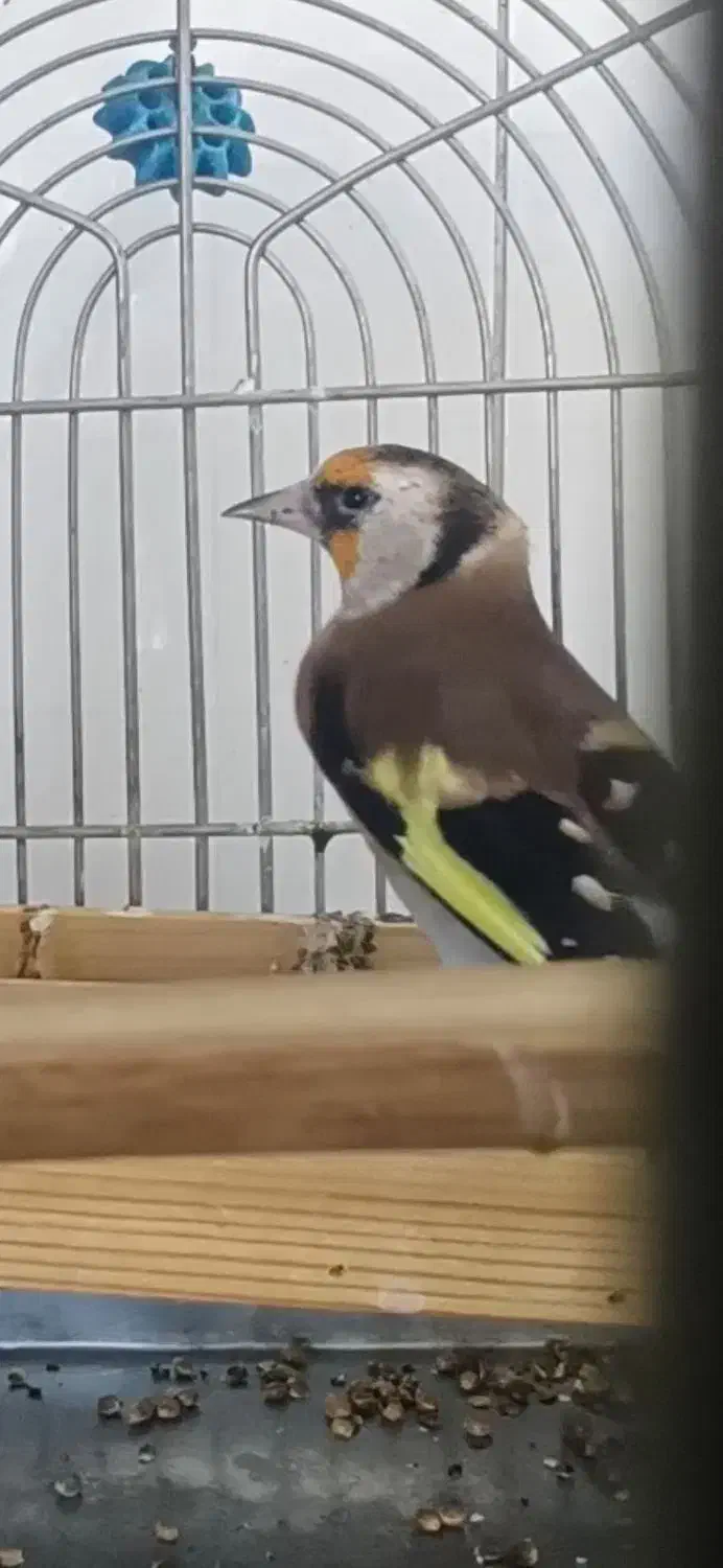 سهره دورگ عطیغه|پرنده|شیراز, لب آب|دیوار