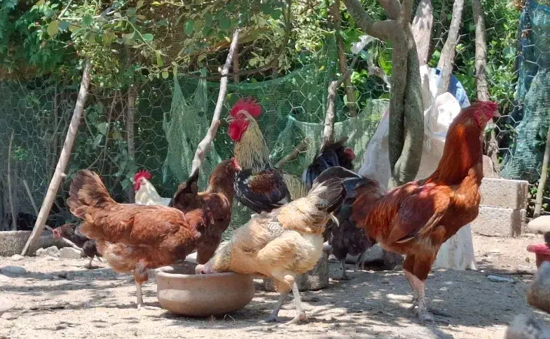 تعدادی مرغ خروس، غاز کاکلی، اردک کاکلی و بوقلمون|حیوانات مزرعه|لنگرود, |دیوار