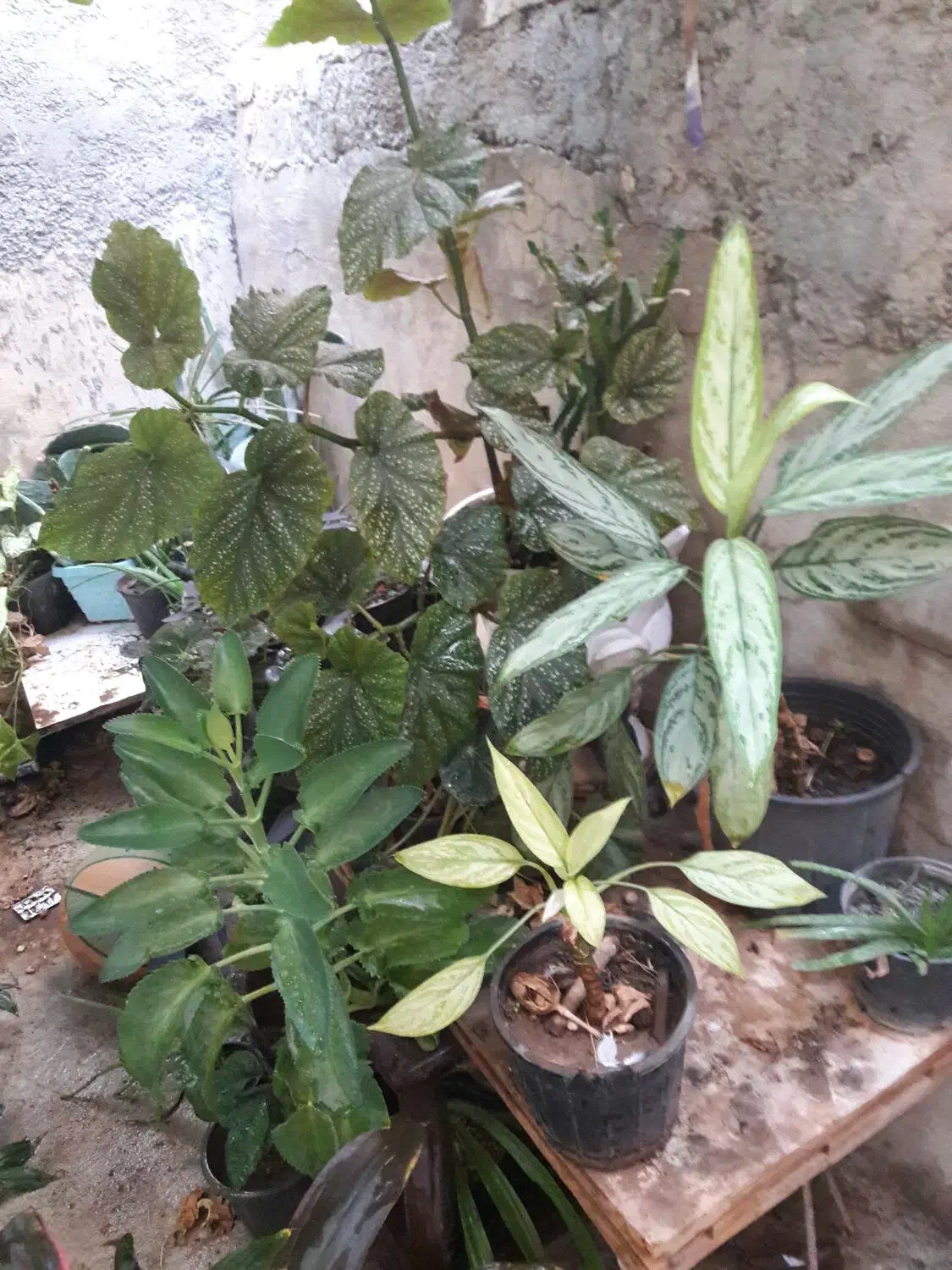 گل اپارتمانی|گل و گیاه طبیعی|کرمانشاه, |دیوار