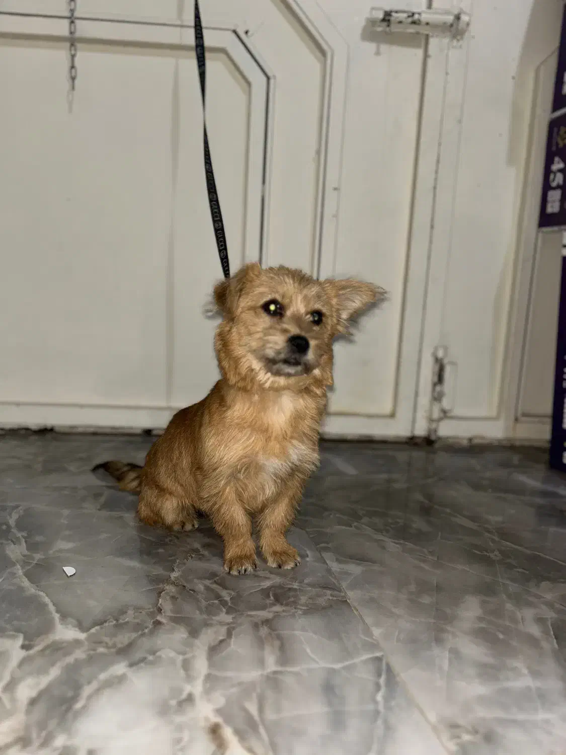 سگ پا کوتاه|سگ|اهر, |دیوار